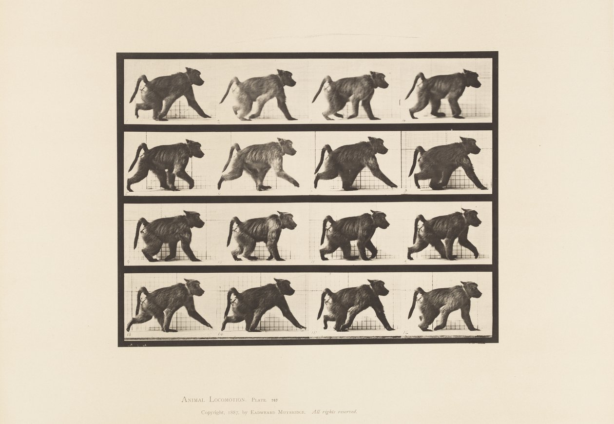 Plate 747. Baboon; Walking on All-Fours by Eadweard Muybridge