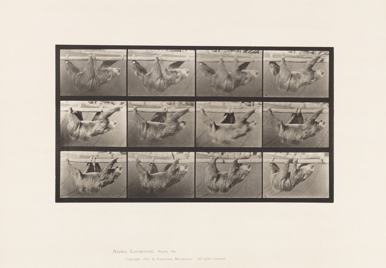 Plate 750. Sloth; Walking, Suspended on a Horizontal Pole by Eadweard Muybridge