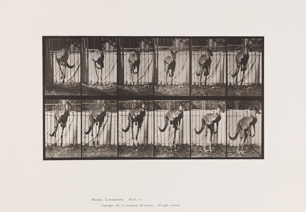 Plate 754. Kangaroo; Jumping by Eadweard Muybridge
