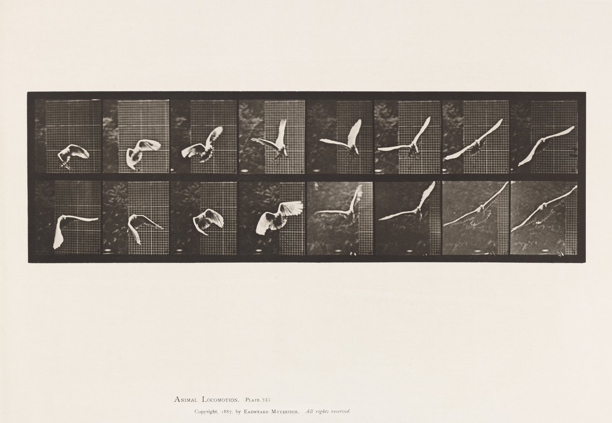 Cockatoo; Flying (Plate 761) by Eadweard Muybridge