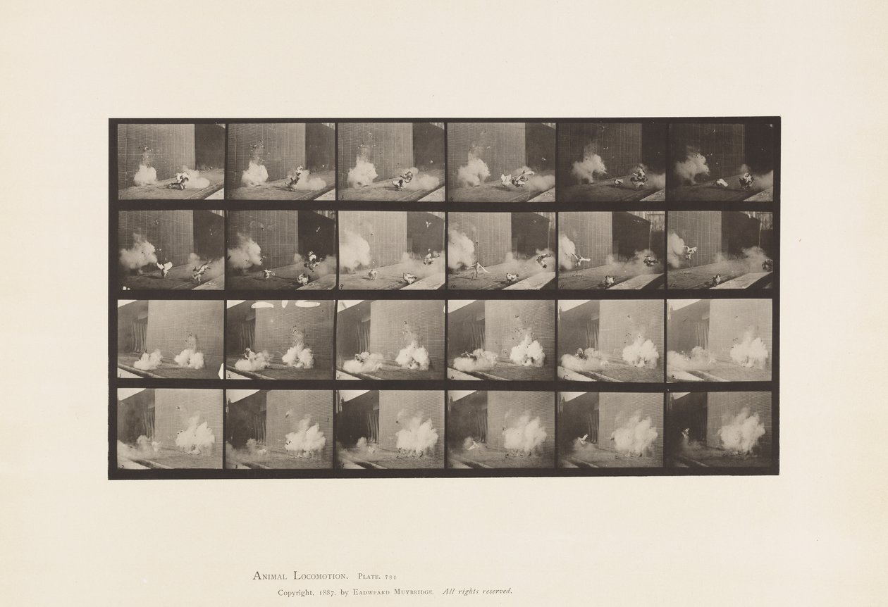 Chickens; Scared by Torpedo by Eadweard Muybridge