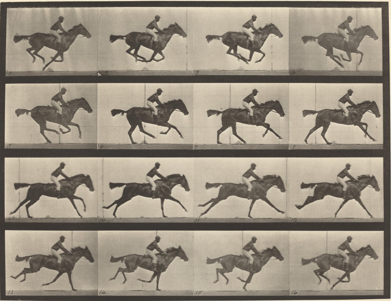 Plate Number 626. Gallop, thoroughbred bay mare, Annie G. by Eadweard Muybridge