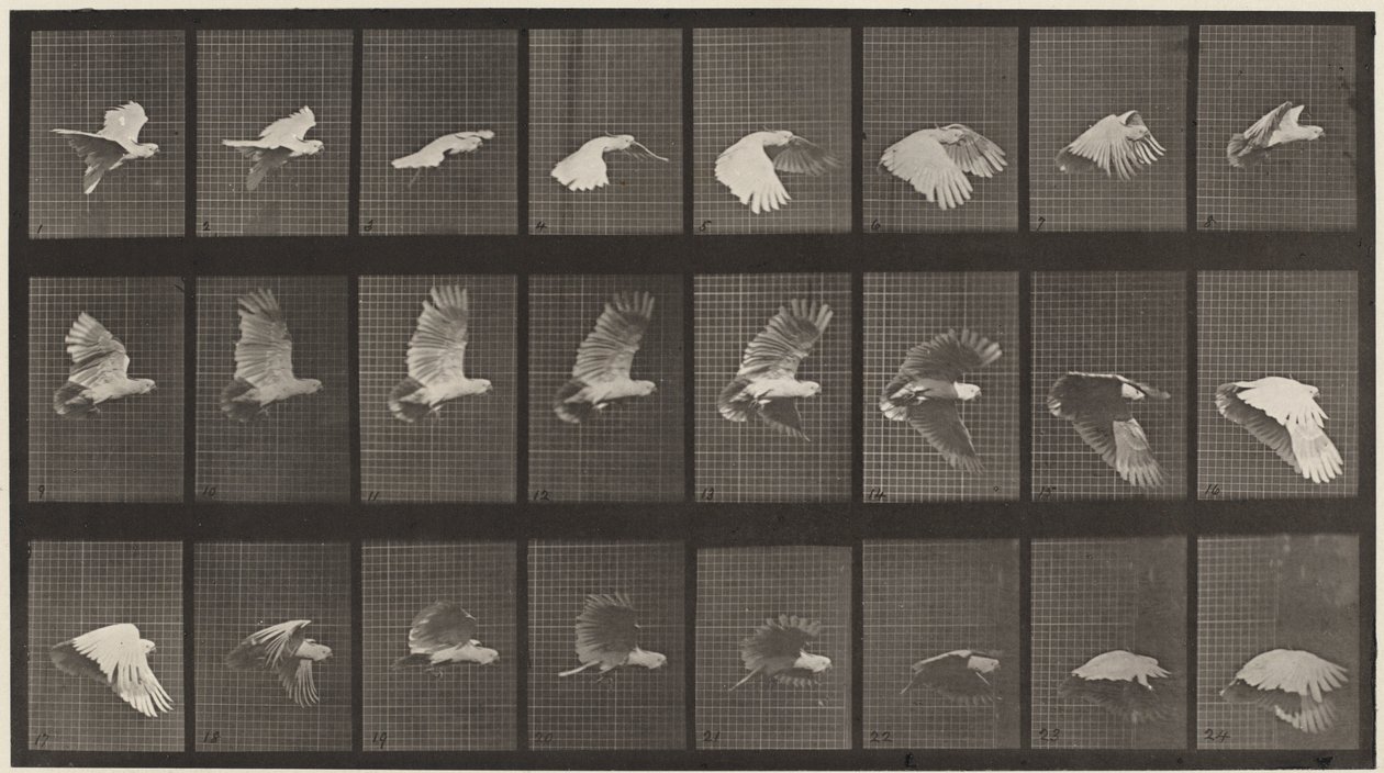 Cockatoo Flying, 1887 by Eadweard Muybridge