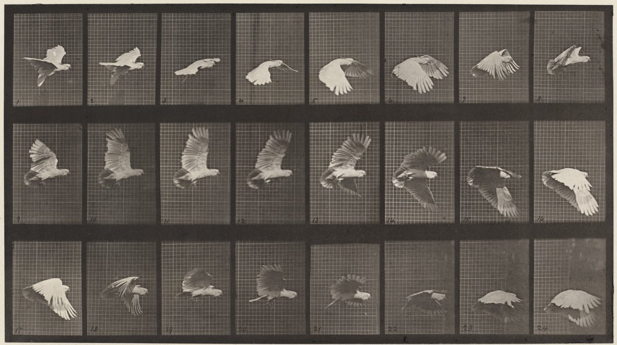 Plate Number 758. Cockatoo flying by Eadweard Muybridge