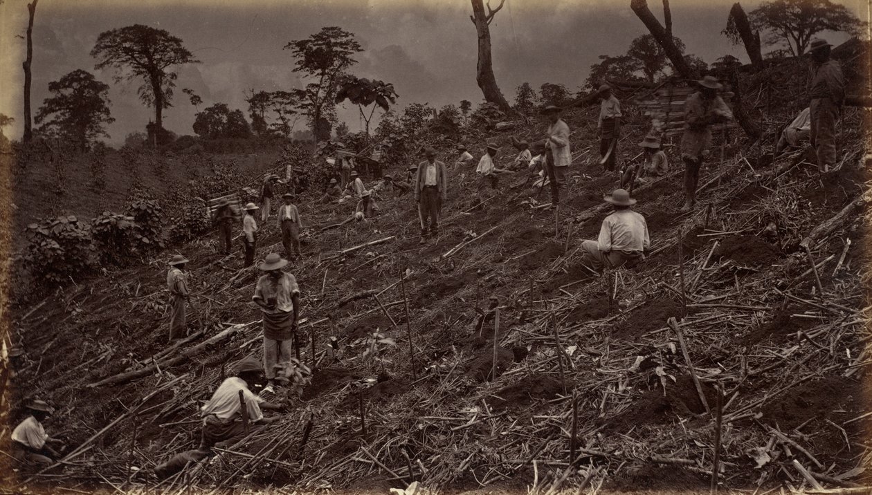 Setting Out a Coffee Plantation at Antigua de Guatemala, 1875