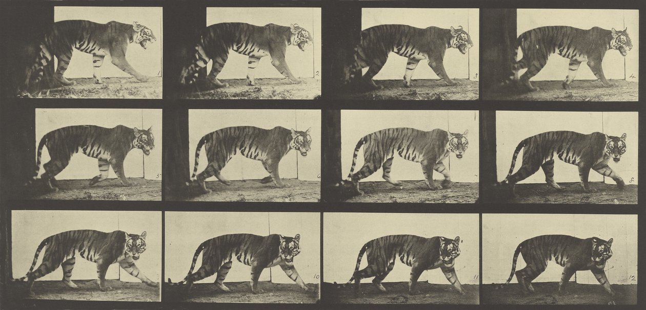 Tiger Walking, Plate 729 from Animal Locomotion by Eadweard Muybridge