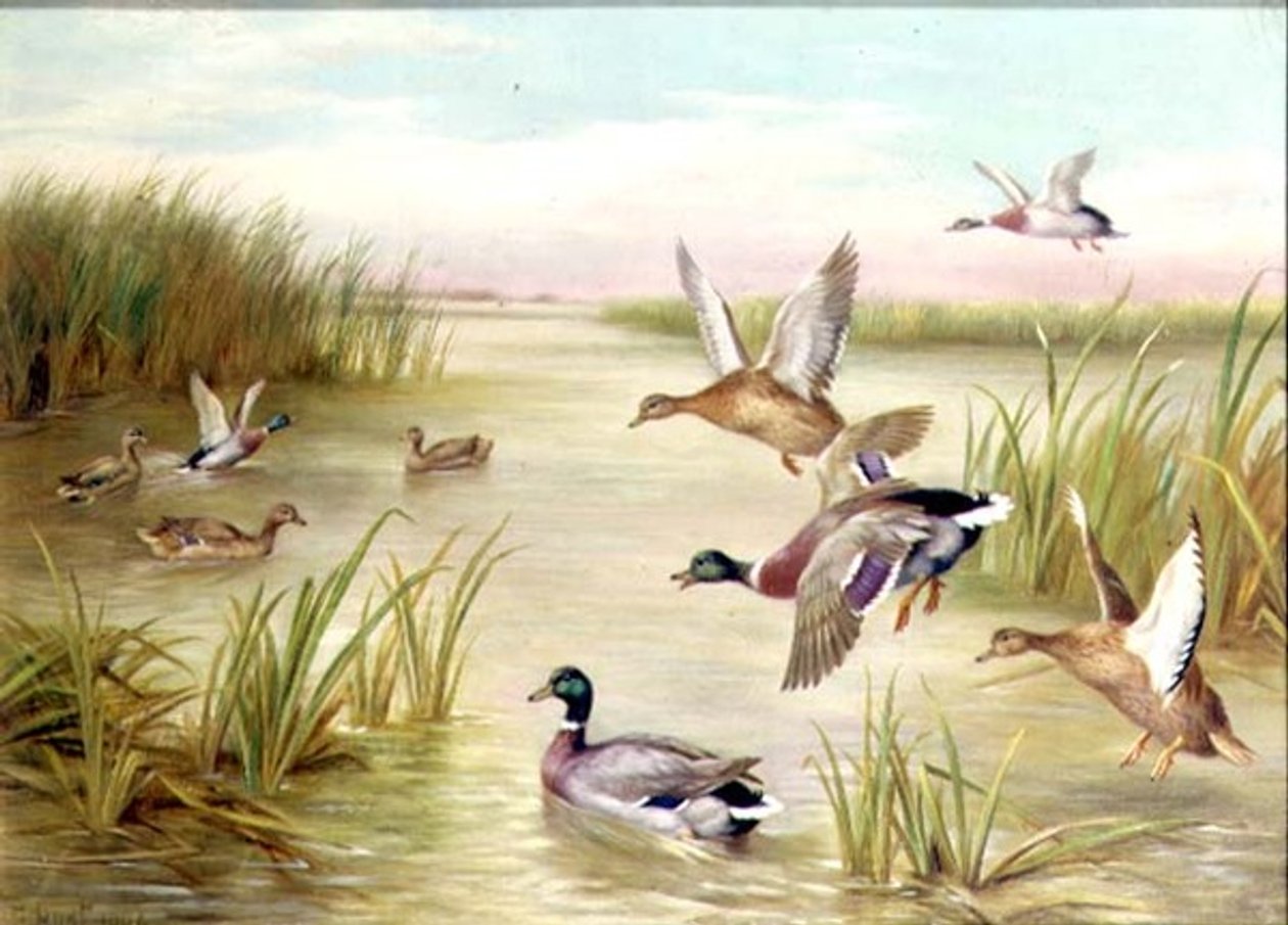Ducks in Flight by Edgar Hunt: Premium art reproduction