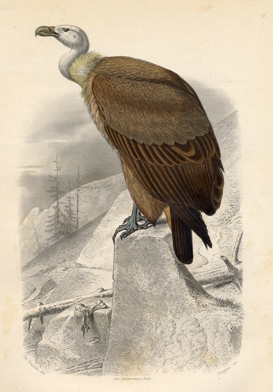 The Fawn Vulture, engraved by Paquien by Edouard Travies