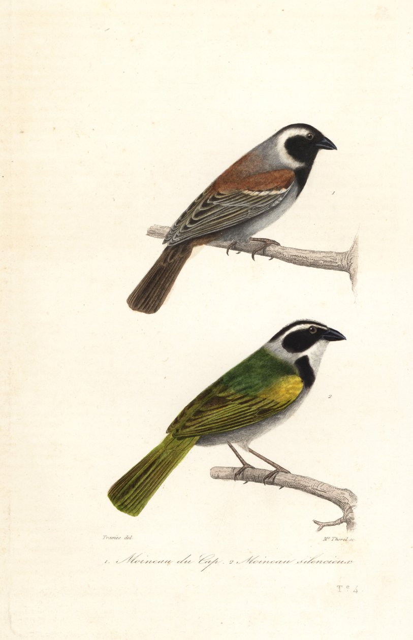 Cape sparrow and white-browed brush finch by Edouard (after) Travies
