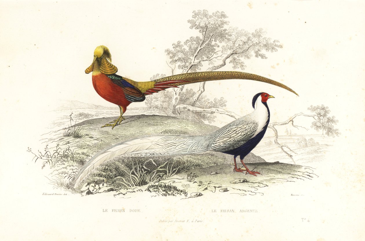 Golden pheasant and silver pheasant by Edouard (after) Travies