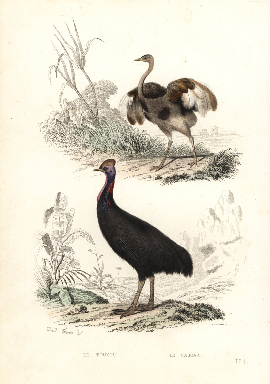 Greater Rhea and Southern Cassowary by Edouard (after) Travies