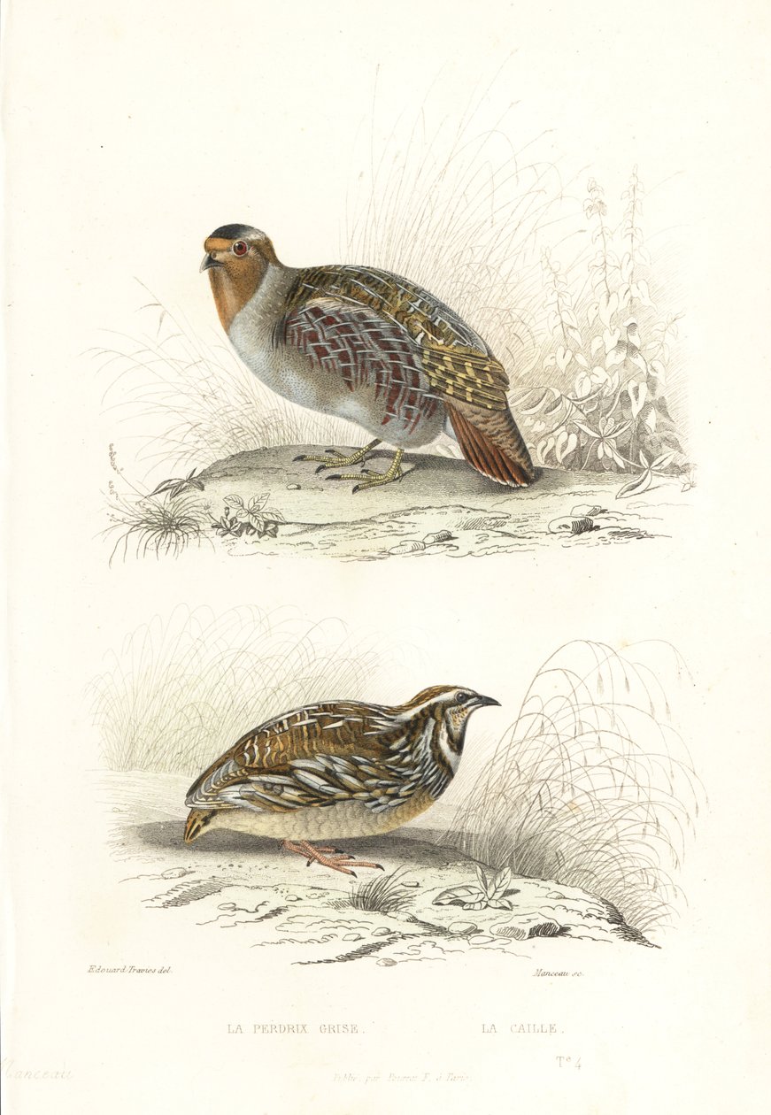 Grey partridge and common quail by Edouard (after) Travies