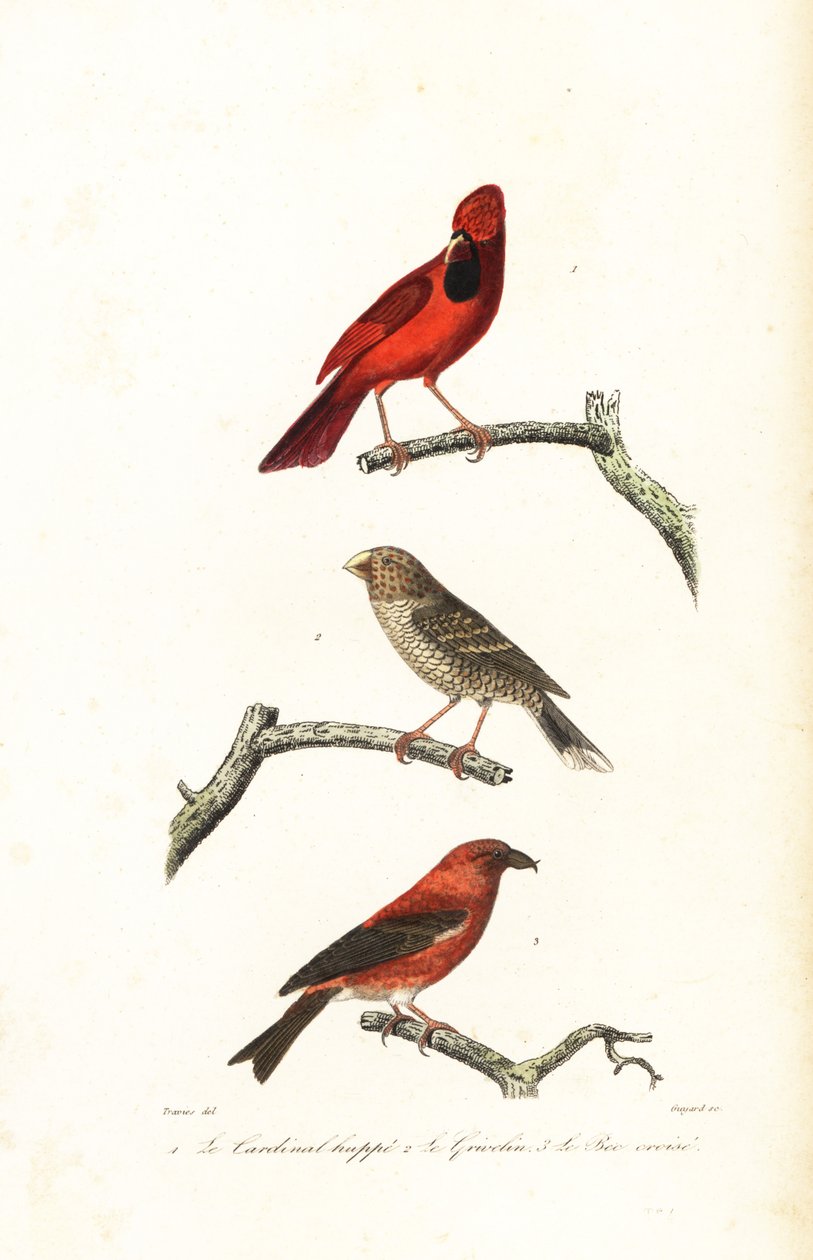 Northern cardinal, Brazilian grosbeak and crossbill by Edouard (after) Travies