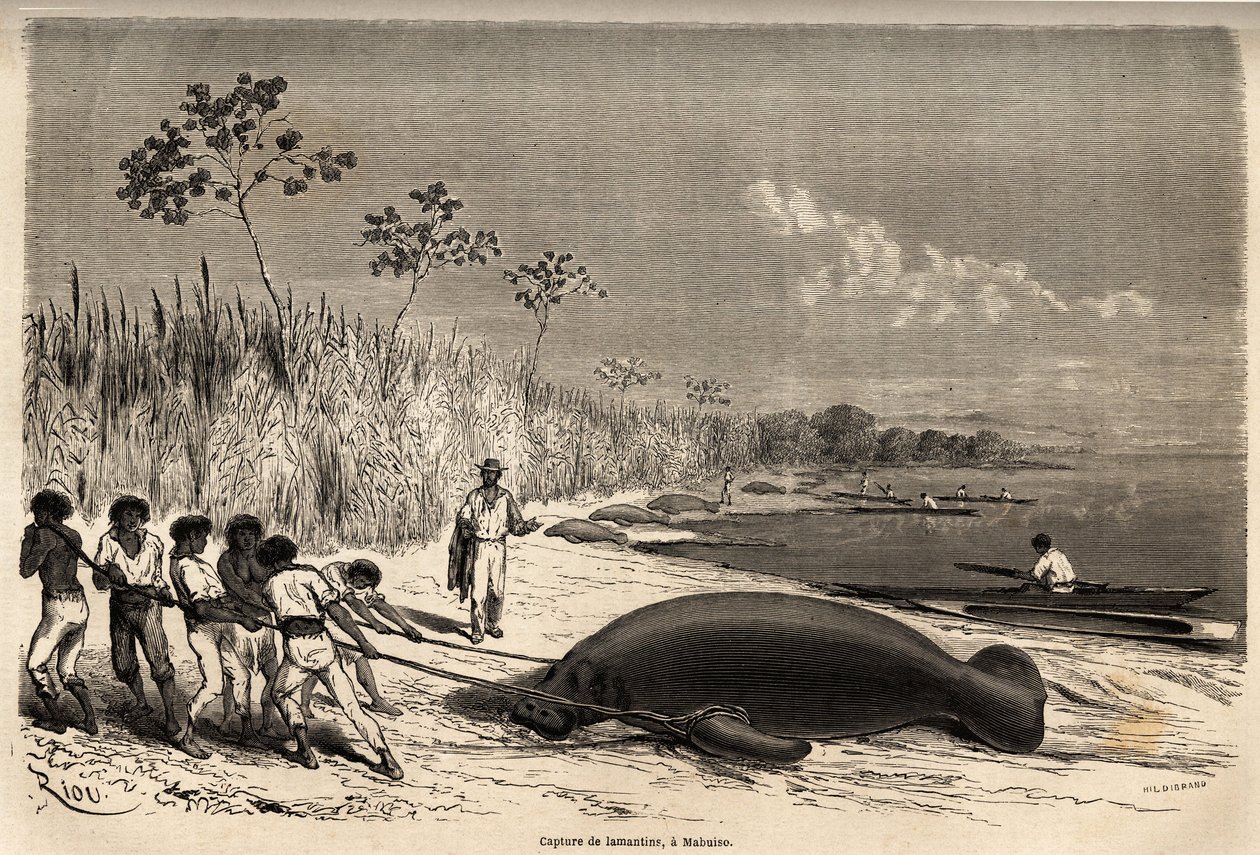 The capture of manatees in Mabuiso (Peru). Engraving in Le tour du monde, edited by Edouard Charton by Edouard Riou