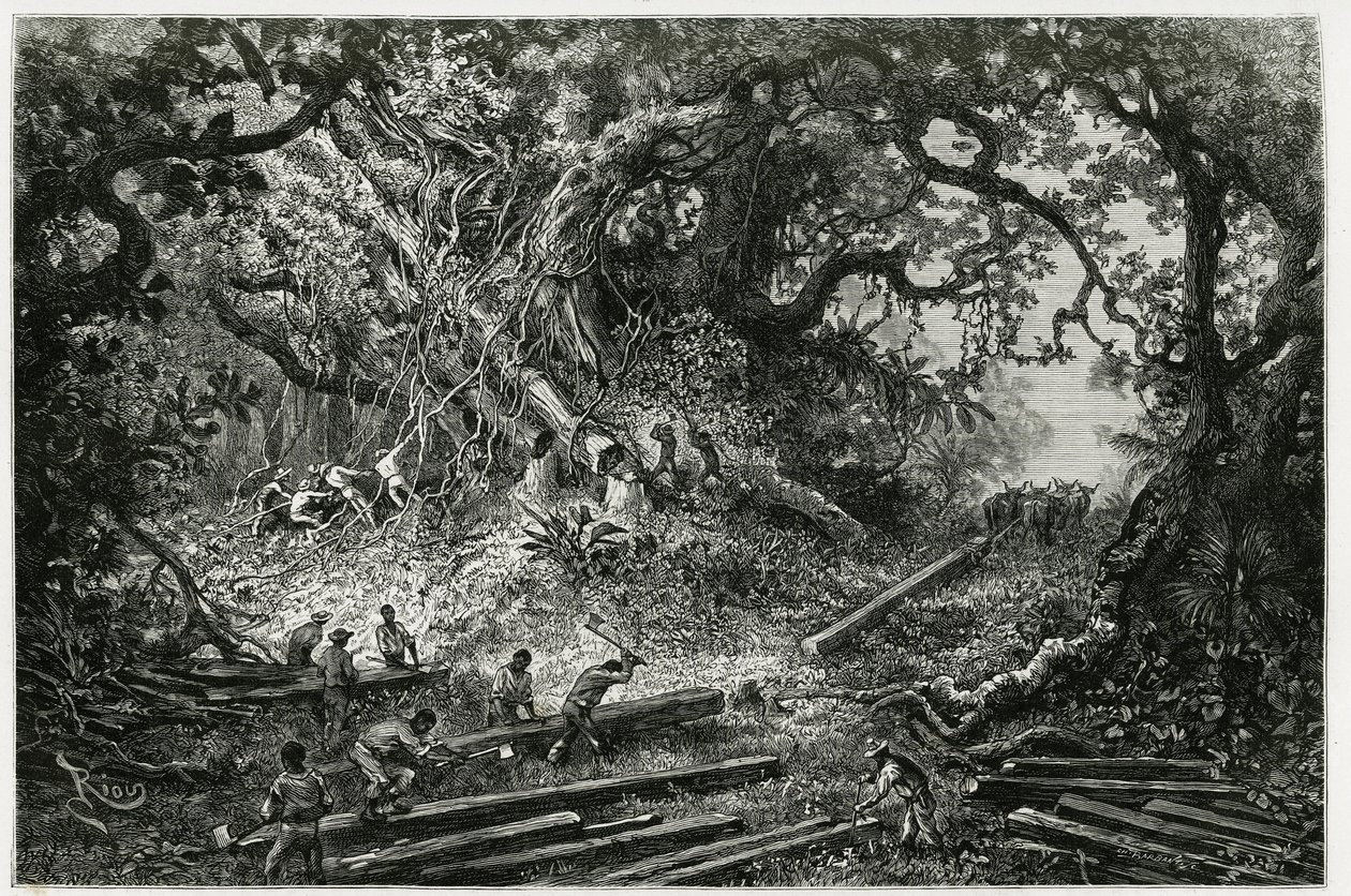 The exploitation of mahogany in the forests of the Andes. Engraving by Riou, to illustrate the story 