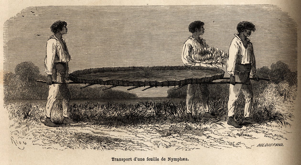 Transport of a leaf and a flower of nymphea from Lake Nuna by Edouard Riou
