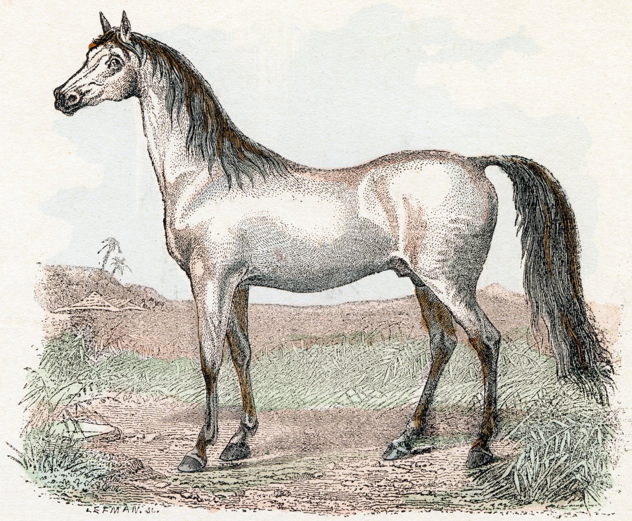 Horse - Alphabet Illustrates Animals 19th Century by Edouard Travies