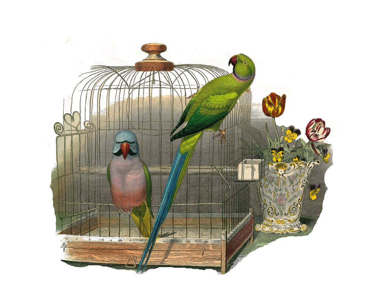 Natural History Board: Zoological board representing climbers. The parakeet has mustaches and the parakeet has a pink necklace. Plate drawn from the nine volumes on birds in 