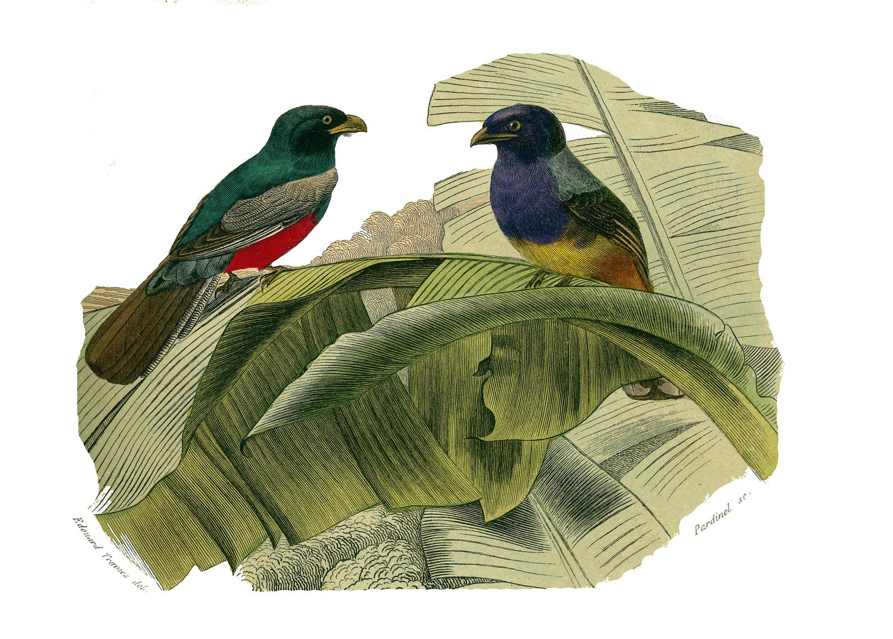 Natural History Board: Zoological board representing climbers. The red belly and the yellow belly. Plate drawn from the nine volumes on birds in 