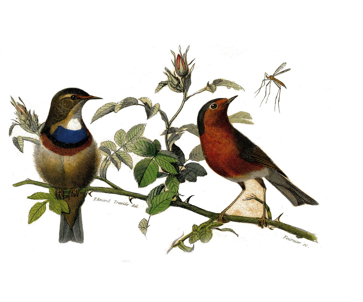 Natural History Plate: Zoological Board Representing Dentirostrous Passerines by Edouard Travies