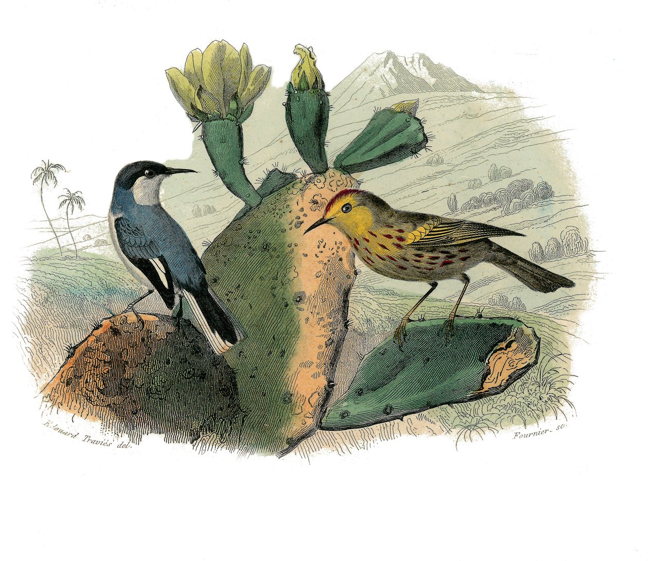 Natural History Plate: Zoological Board Representing Dentirostrous Passerines by Edouard Travies