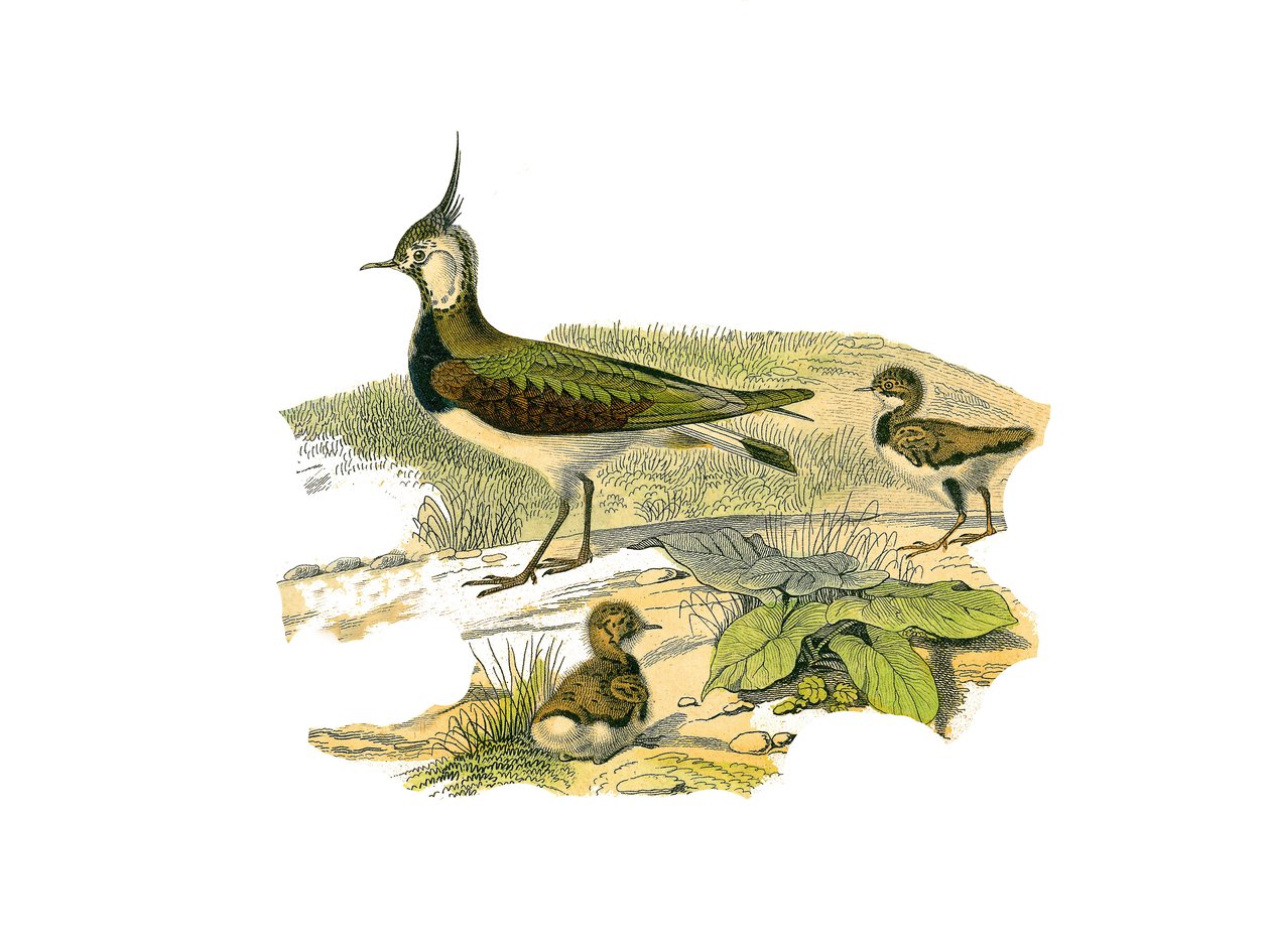 Natural History Plate: Zoological board representing the longirostrous waders (with long and lean bills): the lamb and its young. Plate drawn from the nine volumes on birds in 