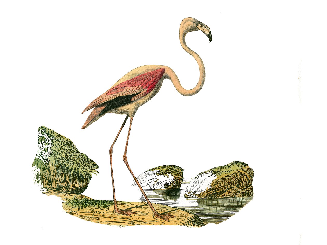 Natural History Plate: Zoological board representing the longirostrous waders (with a long and lean bill): the pink flamingo. Plate drawn from the nine volumes on birds in 
