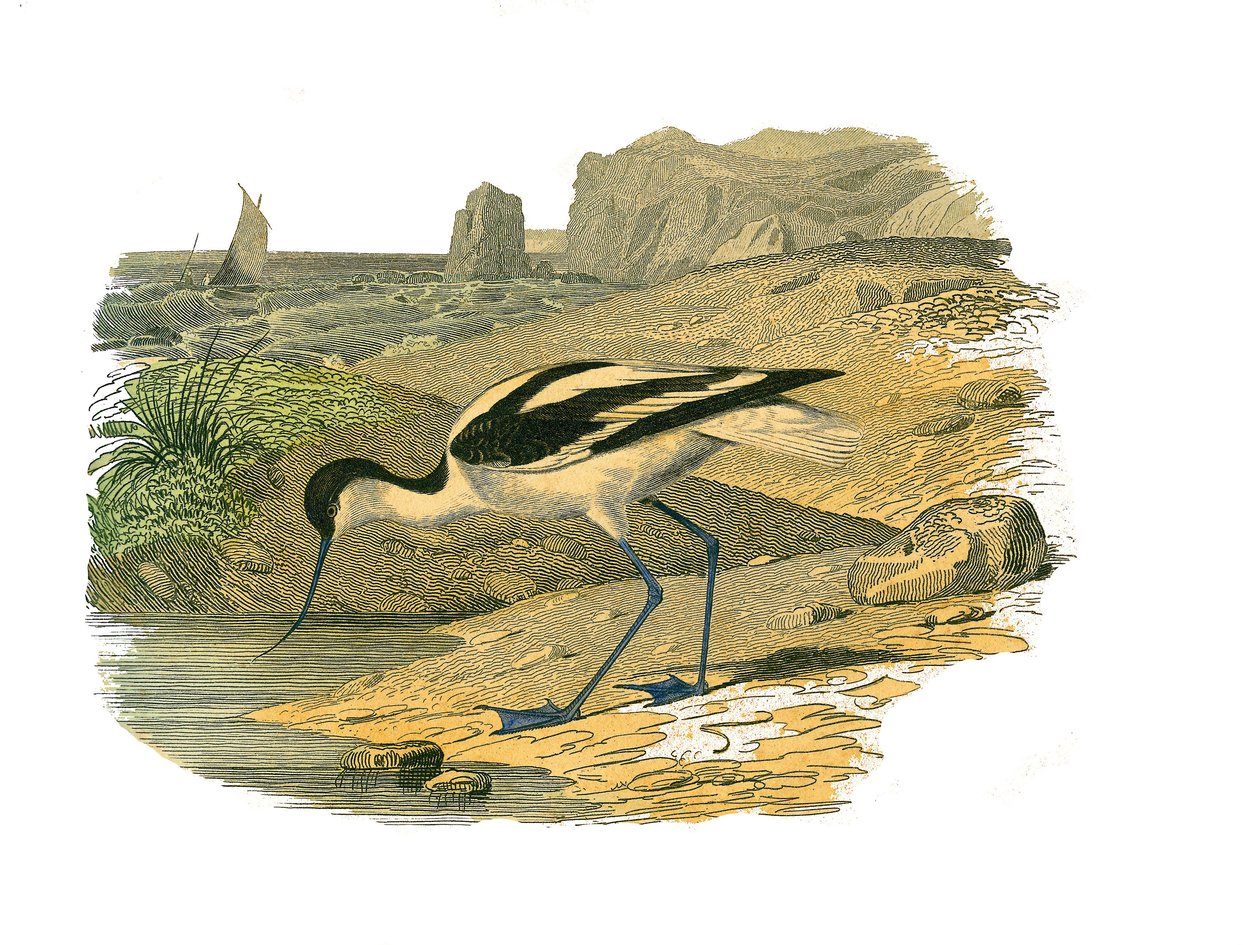 Zoological Board Representing Longirostrous Waders