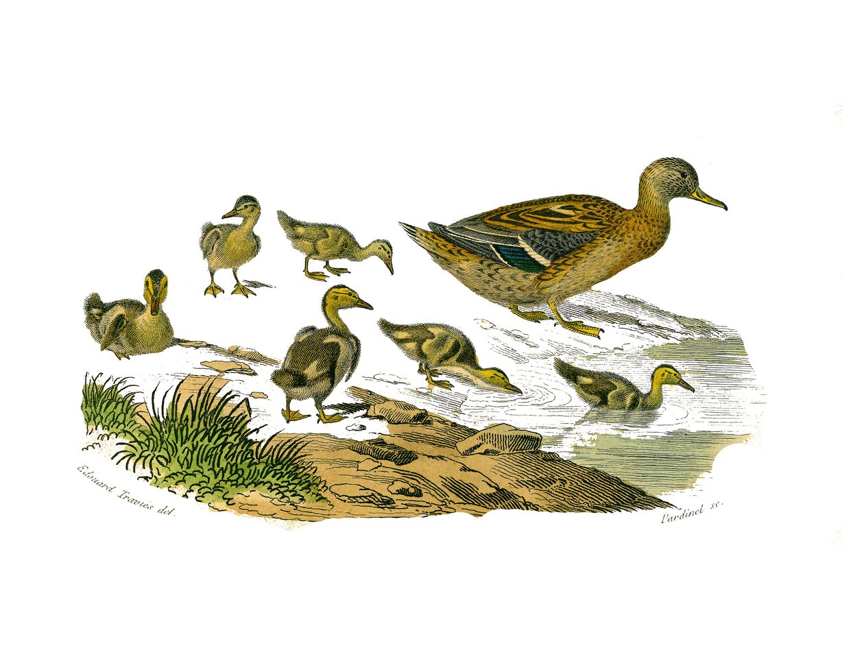 Natural history board: Zoological board representing lamellirostrous palmipedes (with slats or teeth). The female duck and its young. Plate drawn from the nine volumes on birds in 