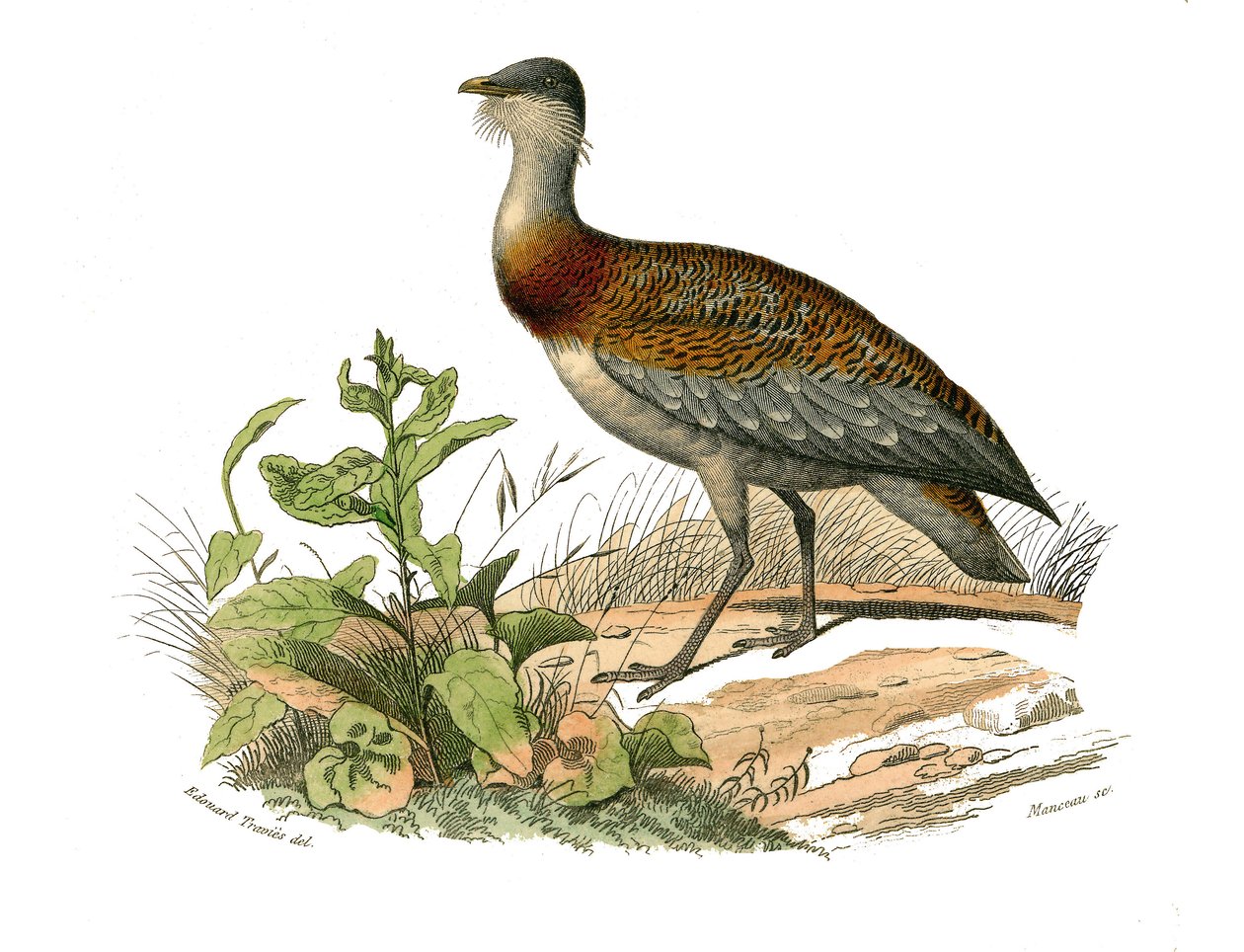 Natural history board: Zoological board representing the waders: the ...