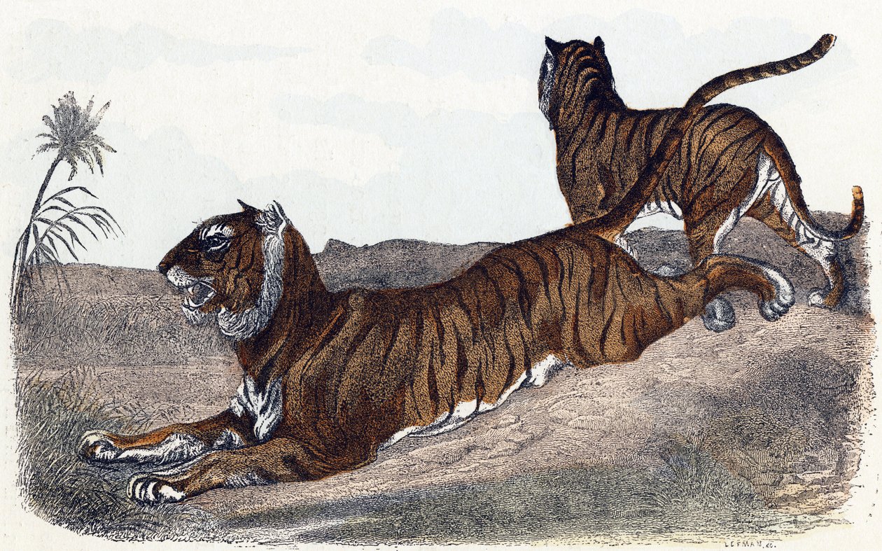 Tigers - Alphabet illustrates animals 19th century by Edouard Travies