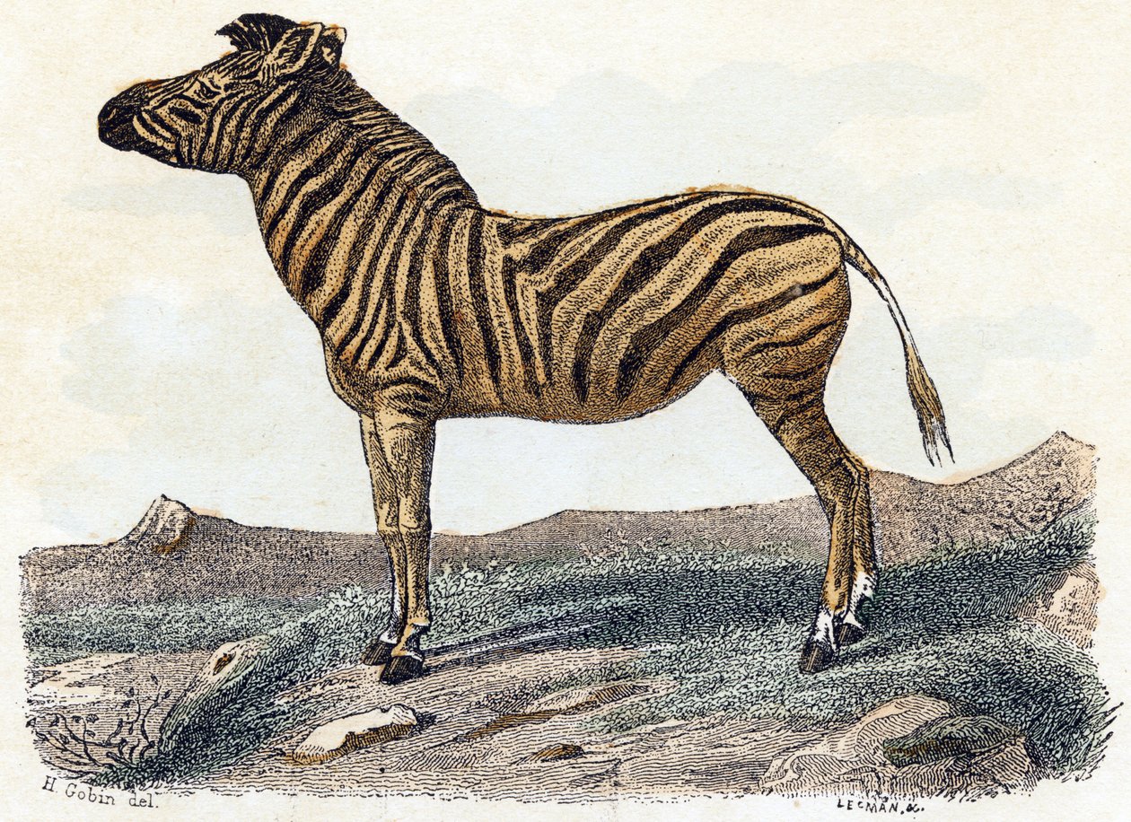 Zebra - Alphabet illustrates animals by Edouard Travies