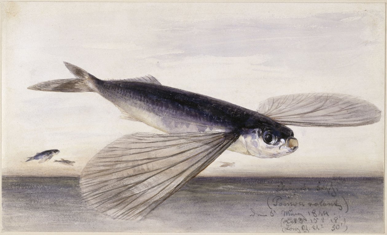 Fish Studies (Flying Fish) by Eduard Hildebrandt