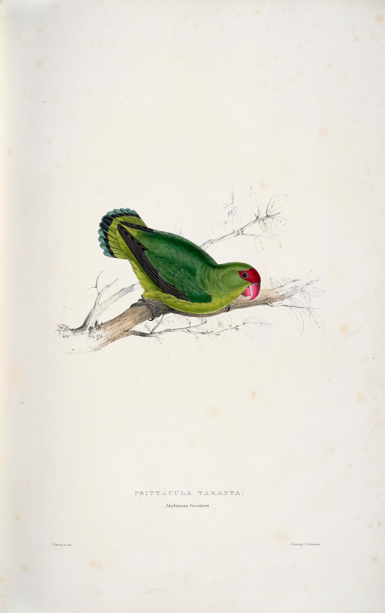 Black-winged Lovebird by Edward Lear