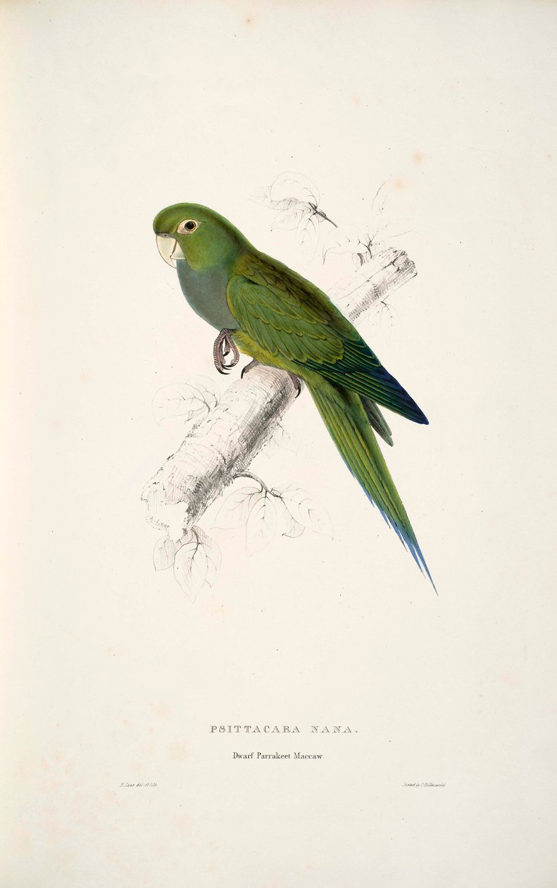 Olive-throated Parakeet by Edward Lear