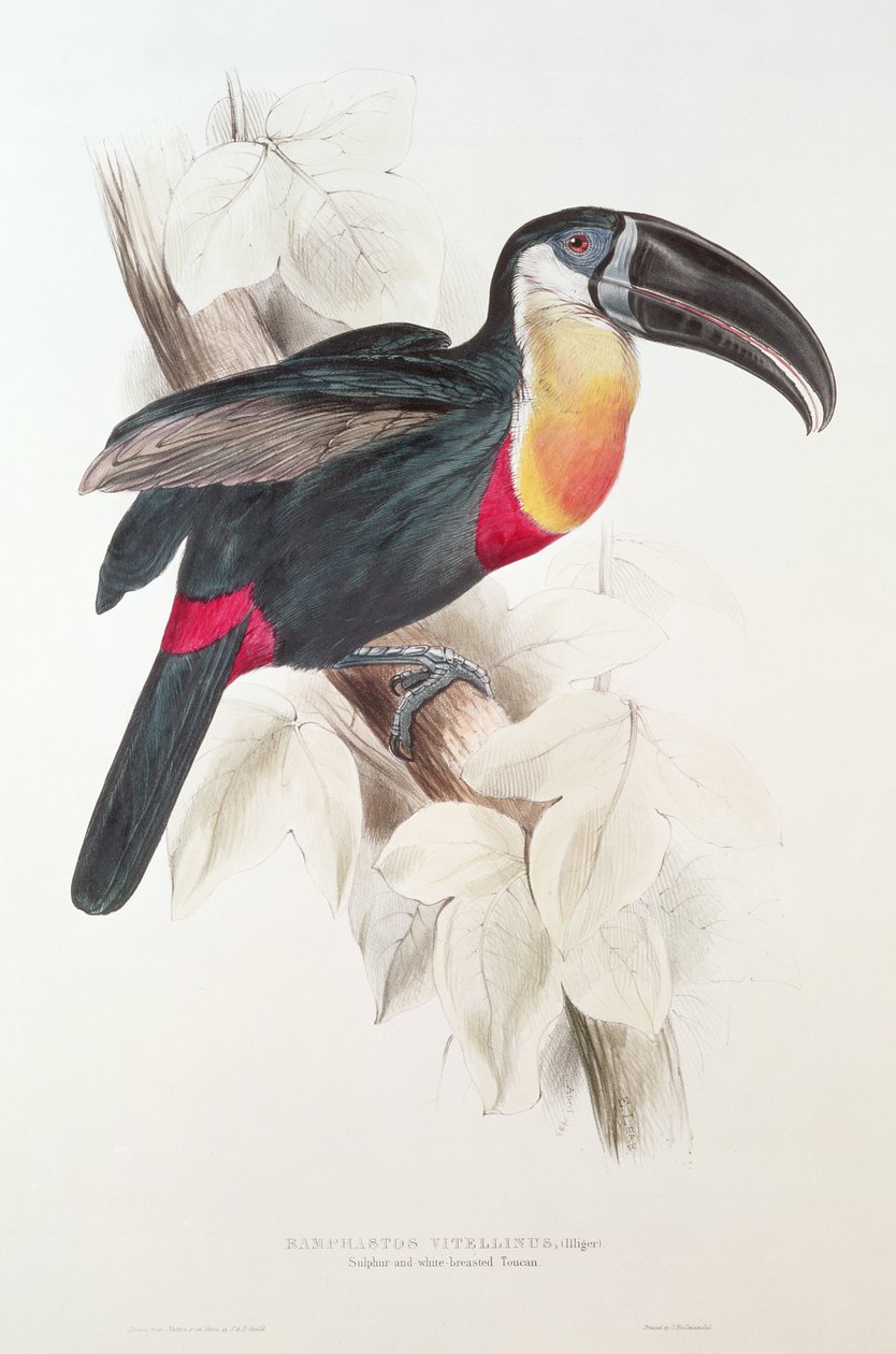 Sulphur and White Breasted Toucan, 19th Century by Edward Lear