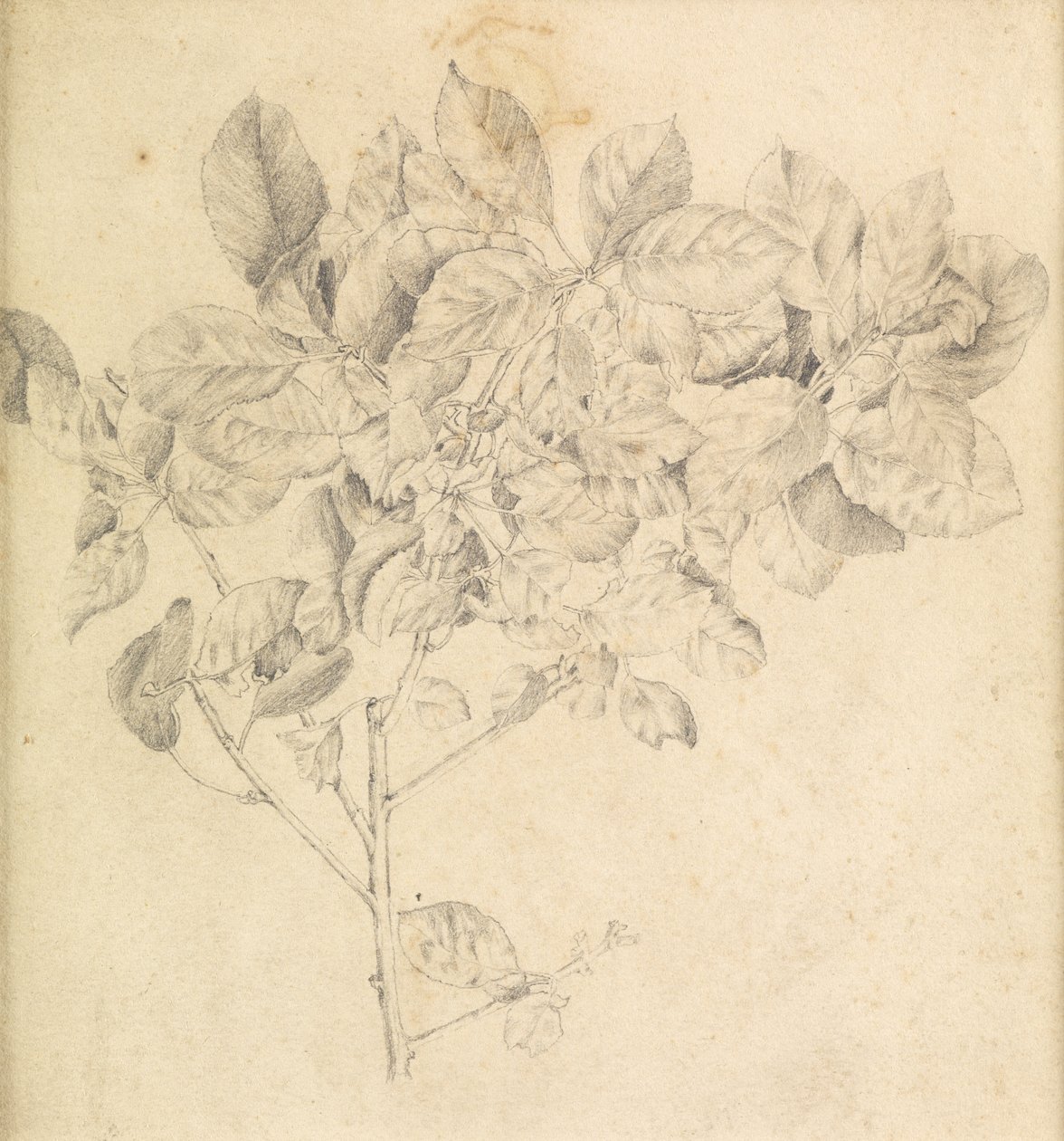 Study for Apple Orchard by Edward Burne Jones