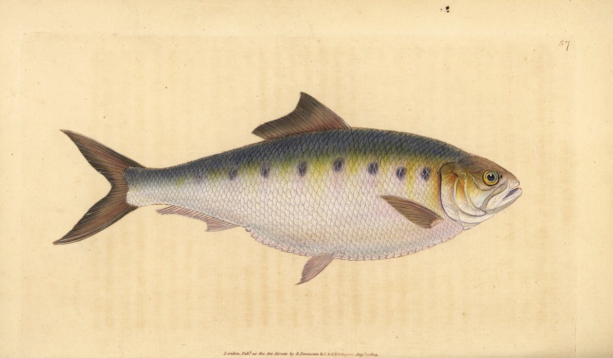 Allis shad, Alosa alosa (Shad, Clupea alosa). Handcoloured copperplate drawn and engraved by Edward Donovan from his Natural History of British Fishes, Donovan and F.C. and J. Rivington, London by Edward Donovan