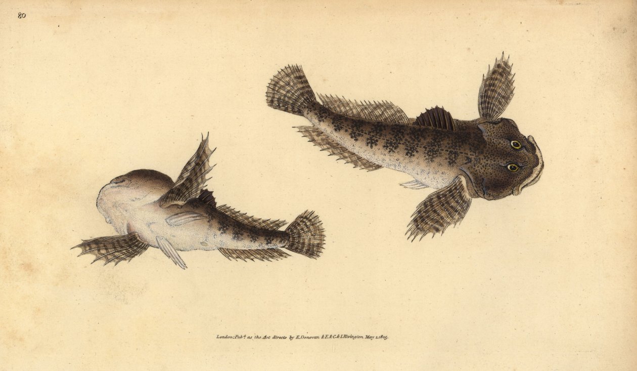 Bullhead, Cottus gobio by Edward Donovan