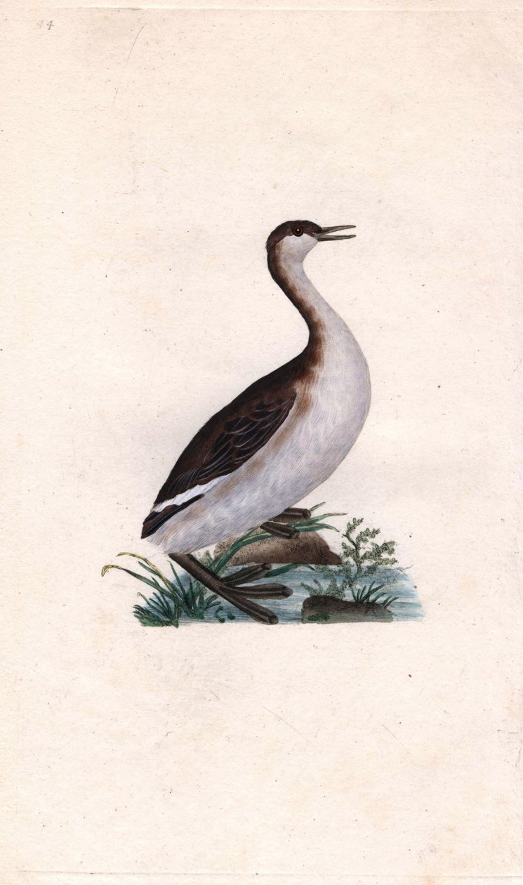 Castagny grebe. Tachybaptus ruficollis by Edward Donovan