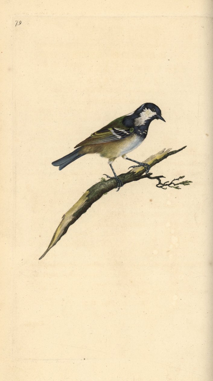 Coal tit, Periparus ater. Handcoloured copperplate from Natural History of British Birds, London by Edward Donovan