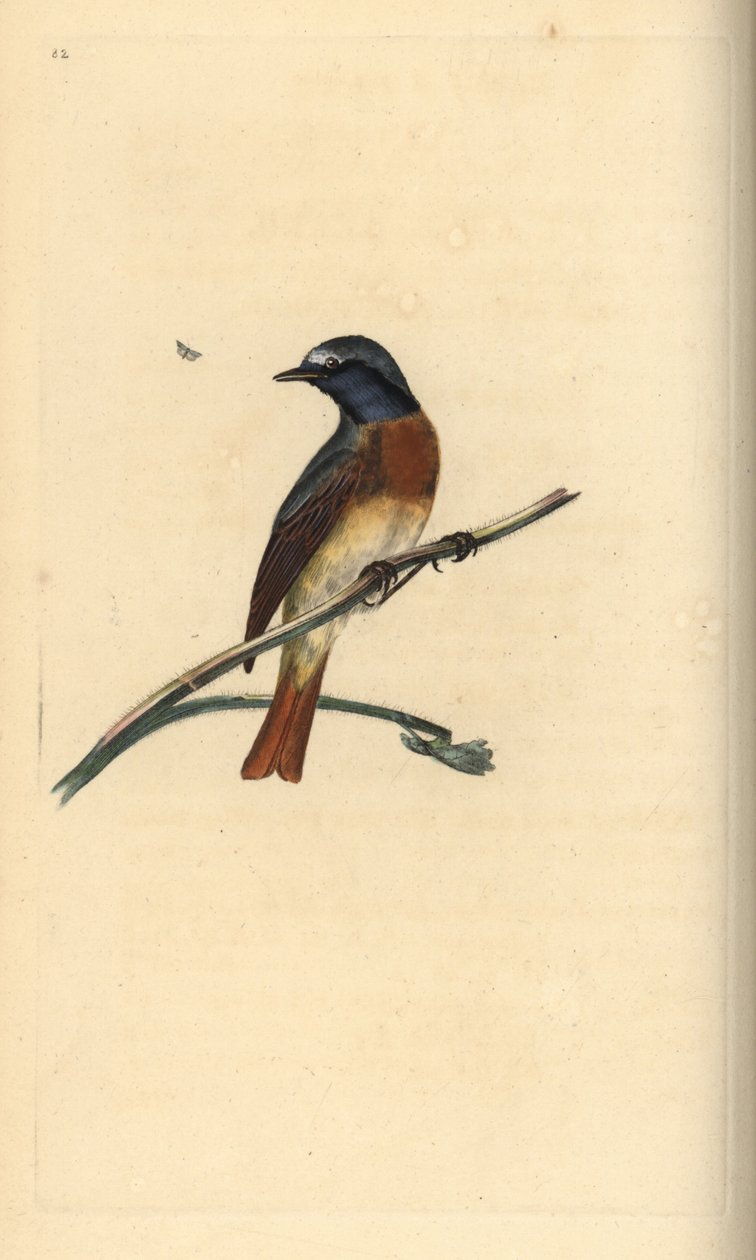 Common redstart, Phoenicurus phoenicurus. Handcoloured copperplate drawn and engraved by Edward Donovan from his own Natural History of British Birds, London by Edward Donovan