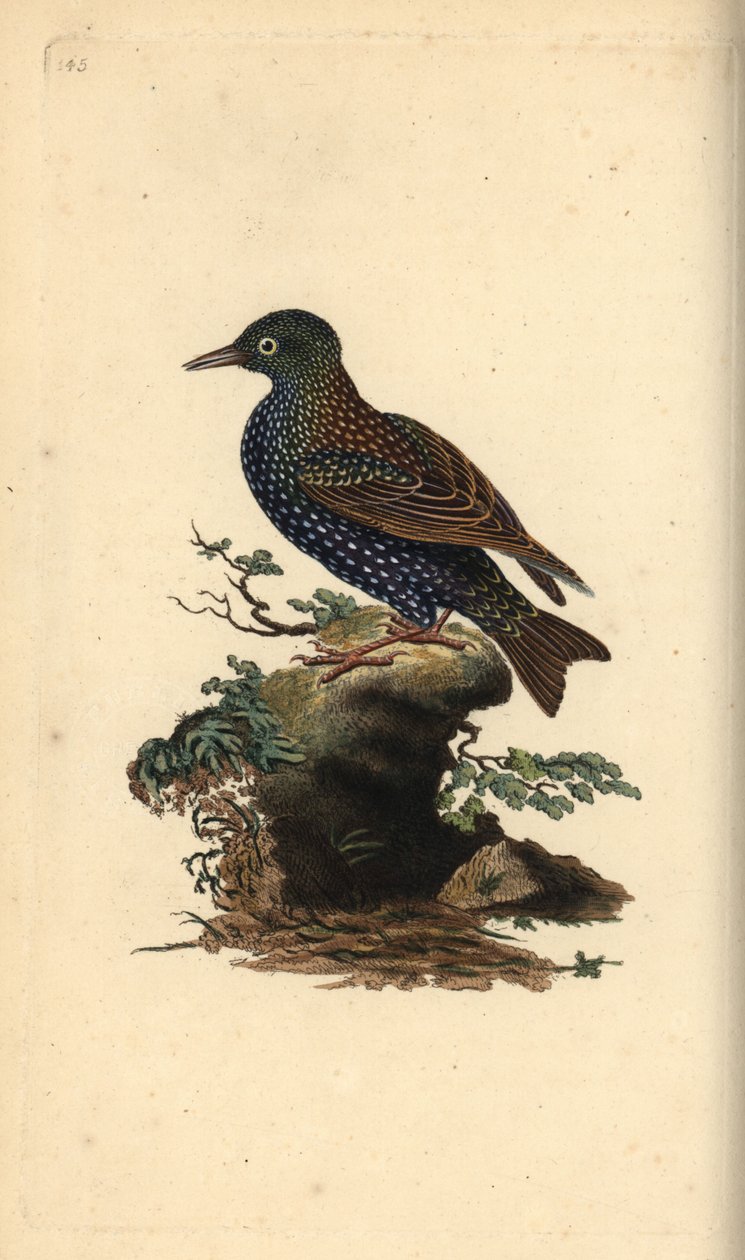 Common Starling, Sturnus Vulgaris (Handcoloured Copperplate Drawn and Engraved by Edward Donovan from His Own 