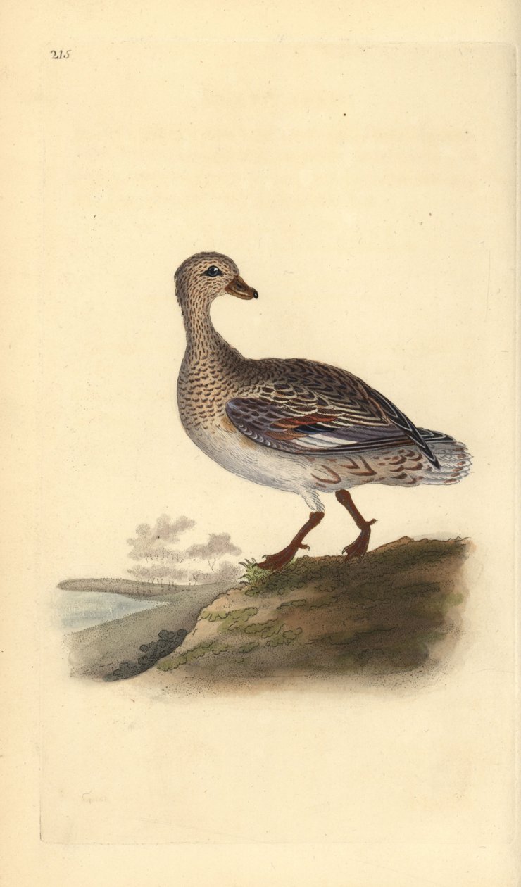 Gadwall (Female) by Edward Donovan