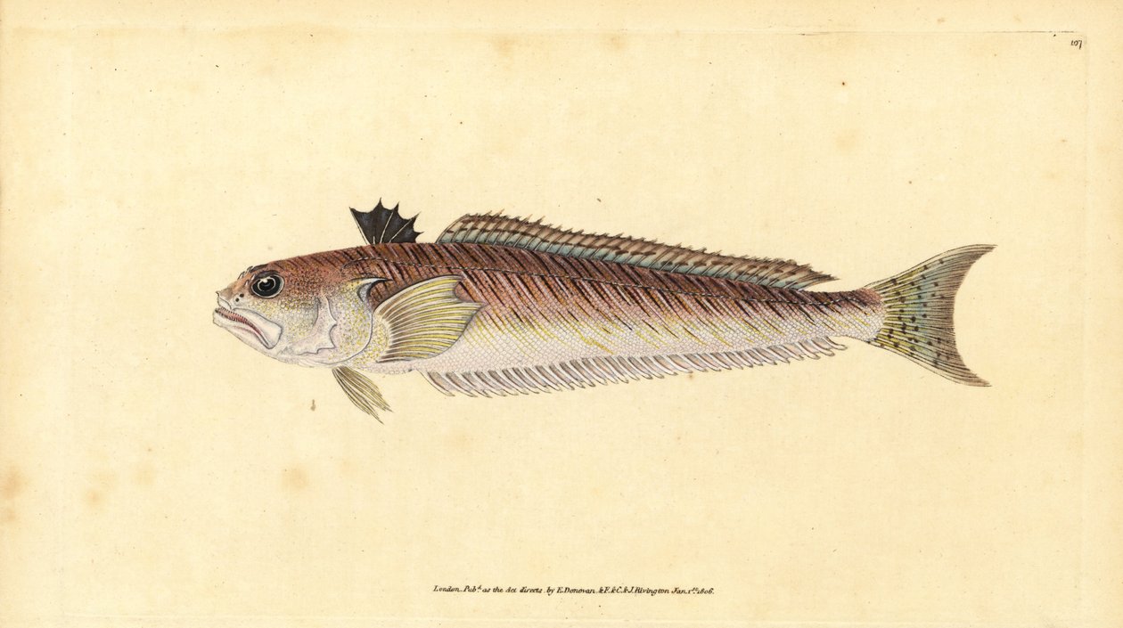 Greater Weever, Greater Weaver or Sting-Bull by Edward Donovan