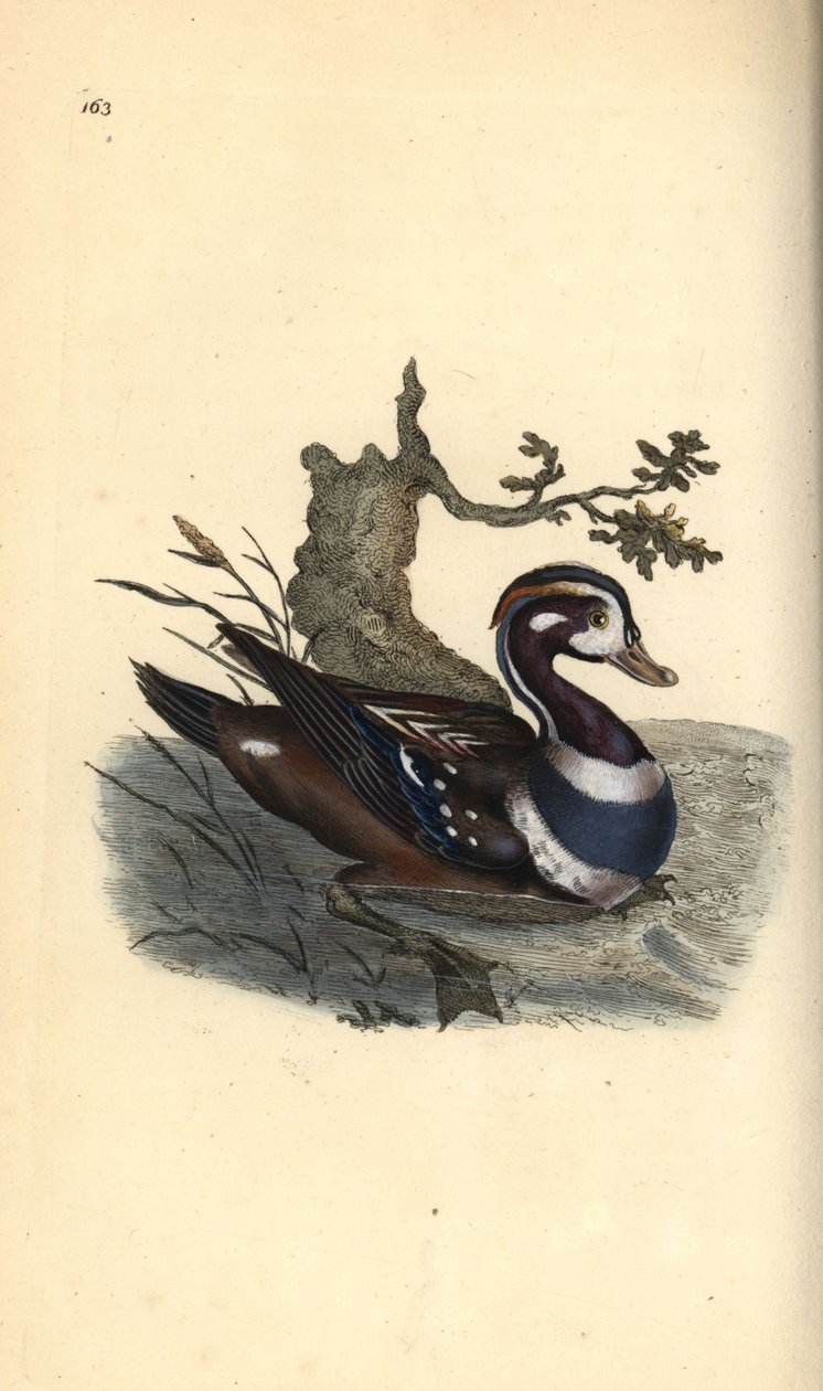 Harlequin duck, Histrionicus histrionicus by Edward Donovan