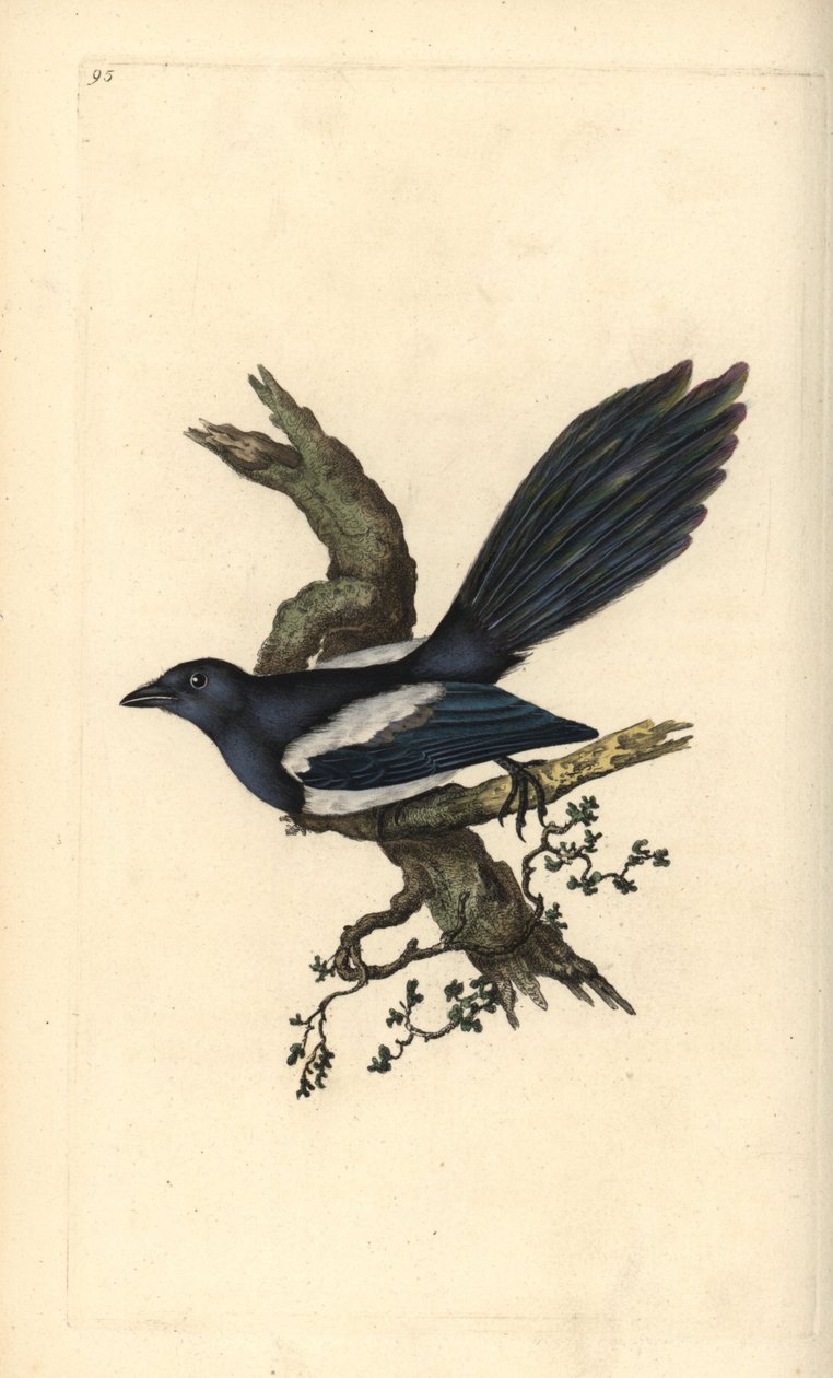 Magpie. Handcoloured copperplate by Edward Donovan from 