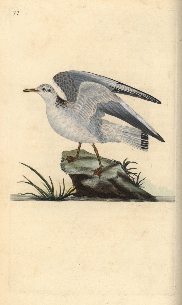 Mew or winter gull, Larus canus by Edward Donovan