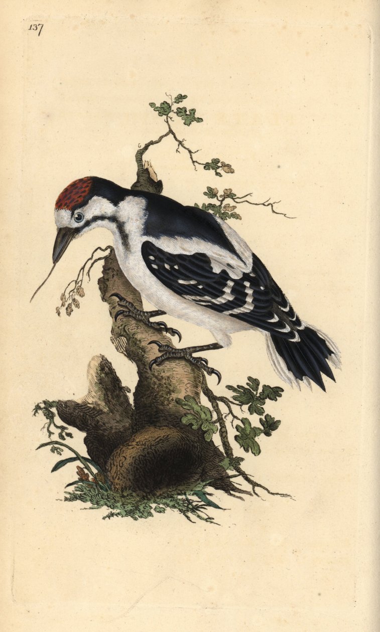 Middle Spotted Woodpecker, Dendrocopos Medius (Handcoloured Copperplate Drawn and Engraved by Edward Donovan from His Own 