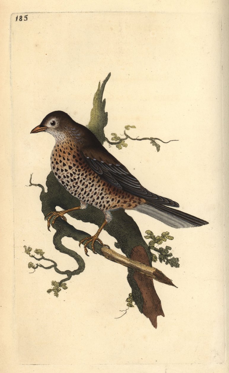 Mistle Thrush, Turdus viscivorus by Edward Donovan